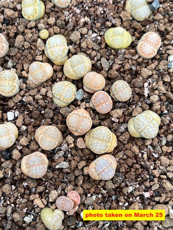 Lithops 